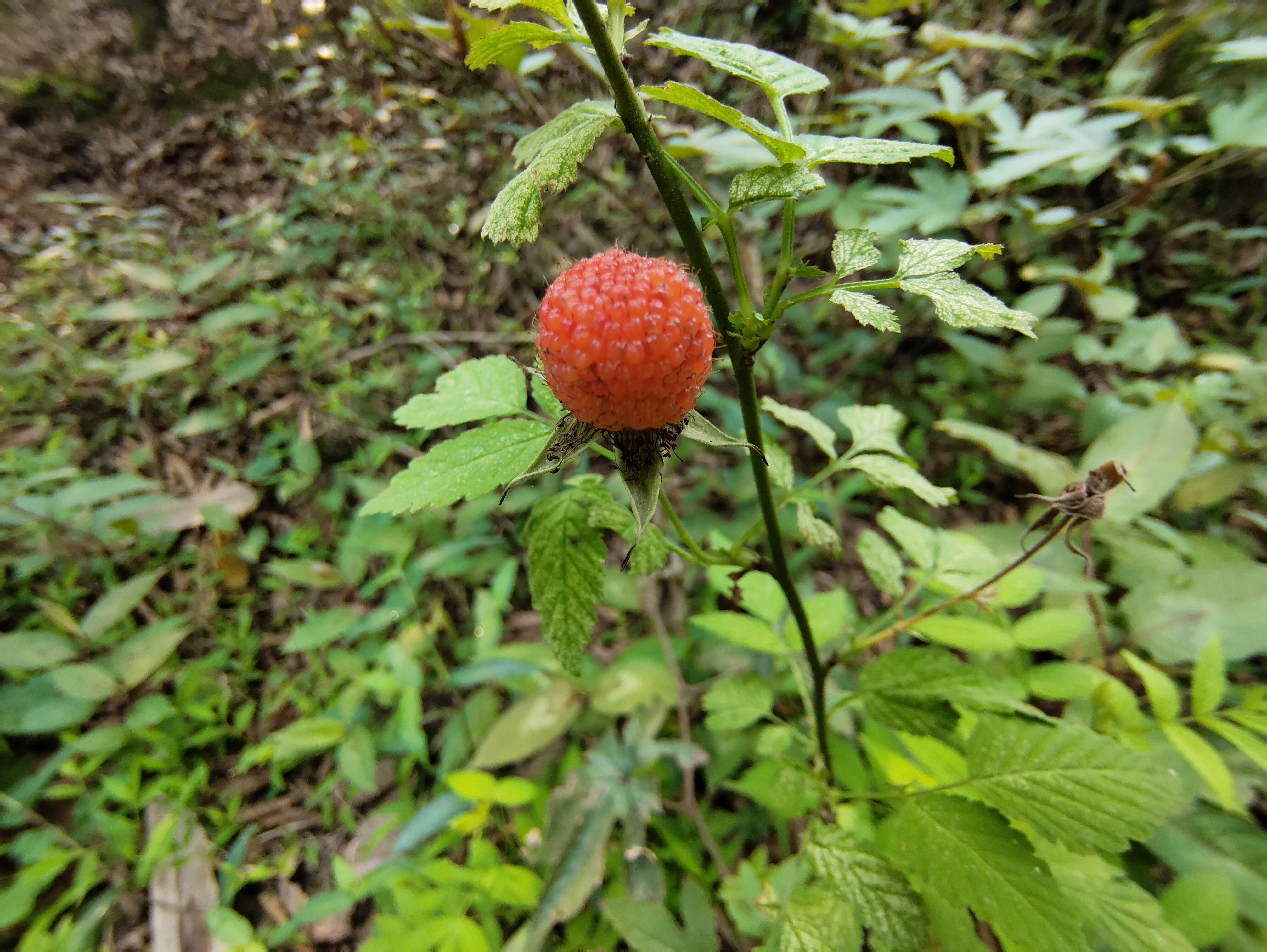 野莓
